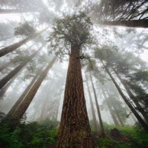 Embodied Masculine™ Men's Circle - Men's Group